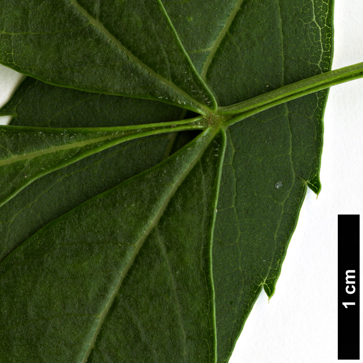 High resolution image: Family: Oleaceae - Genus: Fraxinus - Taxon: angustifolia - SpeciesSub: subsp. angustifolia